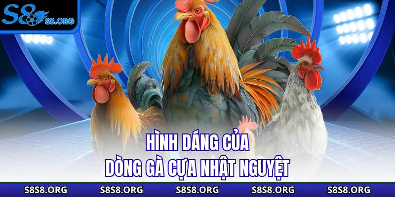 Hình dáng của dòng gà cựa nhật nguyệt
